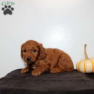 Cato, Mini Goldendoodle Puppy